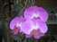 DSCF0541.JPG