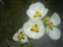 DSCF0570.JPG