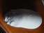 DSCF0575.JPG