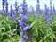 DSCF0176.JPG