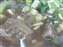 DSCF1033.JPG