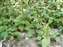 DSCF0422.jpg