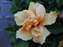 IMG_0066.jpg