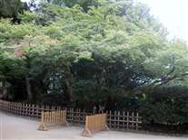 Click for large image