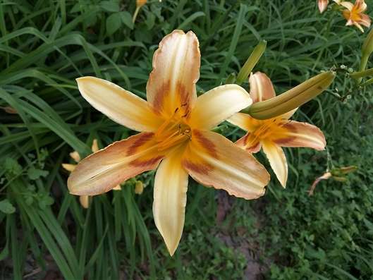 Click for large image