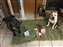 20180102-Chloe and Sprocket .jpg