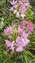 IMG_20201110_133857038.jpg