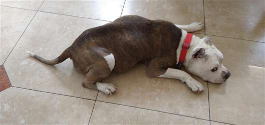 Click for large image