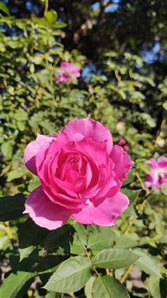 Click for large image