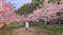LINE_ALBUM_032_12.3.4福壽山千櫻園櫻花季_220305.jpg