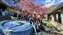 LINE_ALBUM_032_24.3.4福壽山千櫻園櫻花季_220305.jpg