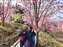 LINE_ALBUM_032_3.3.4福壽山千櫻園櫻花季_220305.jpg