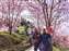 LINE_ALBUM_032_6.3.4福壽山千櫻園櫻花季_220305.jpg