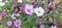 LINE_ALBUM_20230110紫南宮車埕車站梅子夢工廠土場梅園_230111_1.jpg