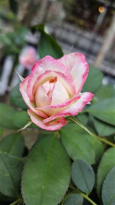 Click for large image