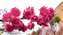 IMG_20250214_144305423山櫻花.jpg