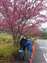 LINE_ALBUM_0213武陵櫻花_250215_21.jpg