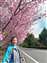 LINE_ALBUM_2025清境櫻花季1140224_250226_5.jpg