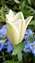 20250606_092105百合花.jpg