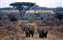 c044.jpg