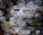 Eggs of an octopus—budding new life!.jpg