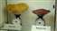 Five pounds of fat vs. five pounds of muscle.jpg