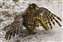 Second place in Wildlife 'Scream Of Death' by Antonius Andre Tjiu.jpg