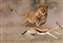 Third place in Wildlife 'Lioness Hunt' by Pierluigi Rizzato.jpg
