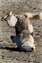 Even wolves are not exempt from looking derpy.jpg