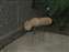 IMG_4690.jpg