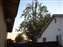 Tree_Trim.JPG